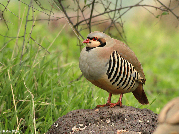 Chukar  Alectoris chukar , Ramot ,Golan 12-01-13  Lior Kislev